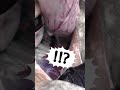 アイナメの胃袋から信じられんものでてきた