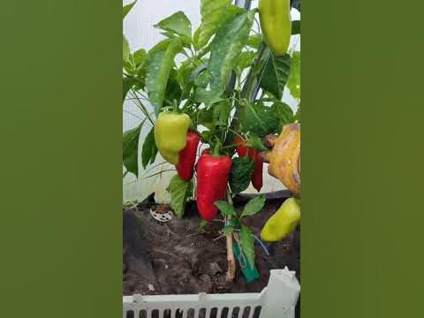 #перец Сорт Пилот - YouTube