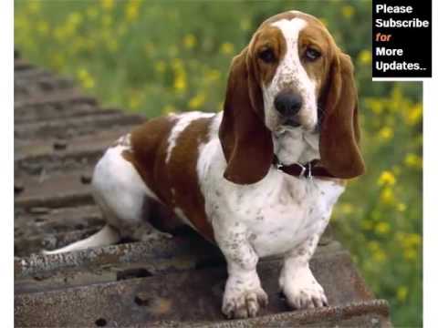 lowdown love basset hounds