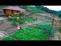 Sang vy builds a farm together plants and harvests vegetable garden chickens  sang vy farm