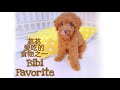 Toy poodle 