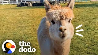 Alpaca Won’t Leave His Sick Friend’s Side | The Dodo