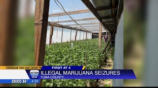 Yuba County deputies locate nearly 7,000 cannabis plants while serving search warrants