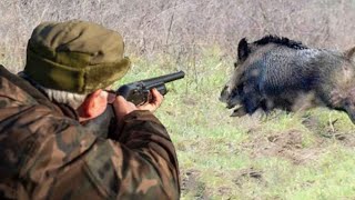 Best of Hunting For Wild Boar