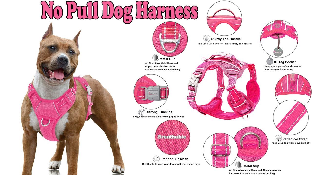 cesar millan no pull harness