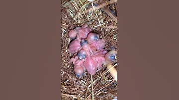 Java Sparrow Chicks | Breeding Java Sparrow #bird #birds #javasparrow