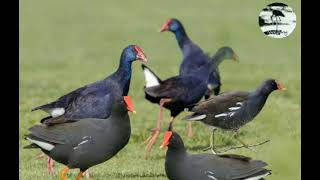 Suara pikat burung Mandar Biru campur Mandar Batu top