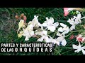 Partes y características de las Orquídeas - TvAgro por Juan Gonzalo Angel Restrepo