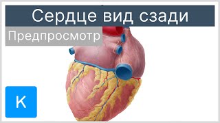Сердце вид сзади (предпросмотр) - Анатомия человека | Kenhub