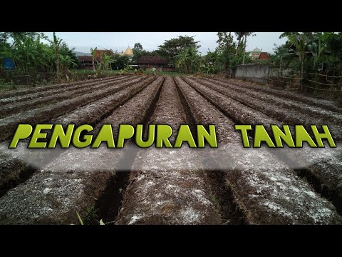 PENGAPURAN TANAH SEBELUM DITANAMI