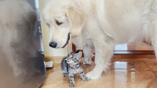 Golden Retriever Shocked by Tiny Kitten's Behavior (So Funny!!)