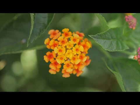 Vidéo: Trailing Lantana Plants - Lantana est-il un bon couvre-sol pour le paysage?