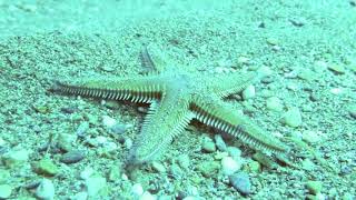Star fish walking in the Sea.
