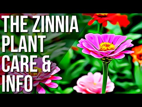 Video: Mexican Zinnia Cog Care: Yuav Ua Li Cas Loj hlob Mexican Zinnia Paj