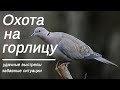 Удачная охота на горлицу с двойными попаданиями