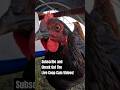 Relaxing Chicken Coop Videos - Backyard Chickens Camera Continuous Footage #chickencam