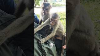 two monkeys check foods in my bags #animallife #cute #animals #wildlife #pets #funnyanimal #funny
