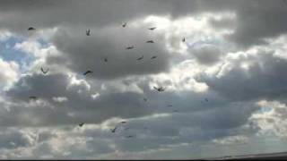 Aerobatics pigeons; Николаевские серпастые голуби в полёте