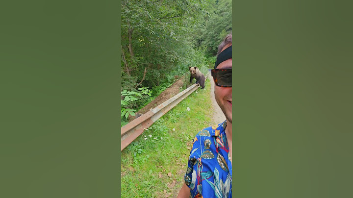 Incontro ravvicinato con un orso 🐻 #bear #romania #viral #travel
