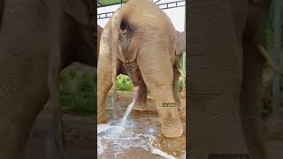 Elephant Peeing Elephant Urinating This Is How Much An Elephant Pee