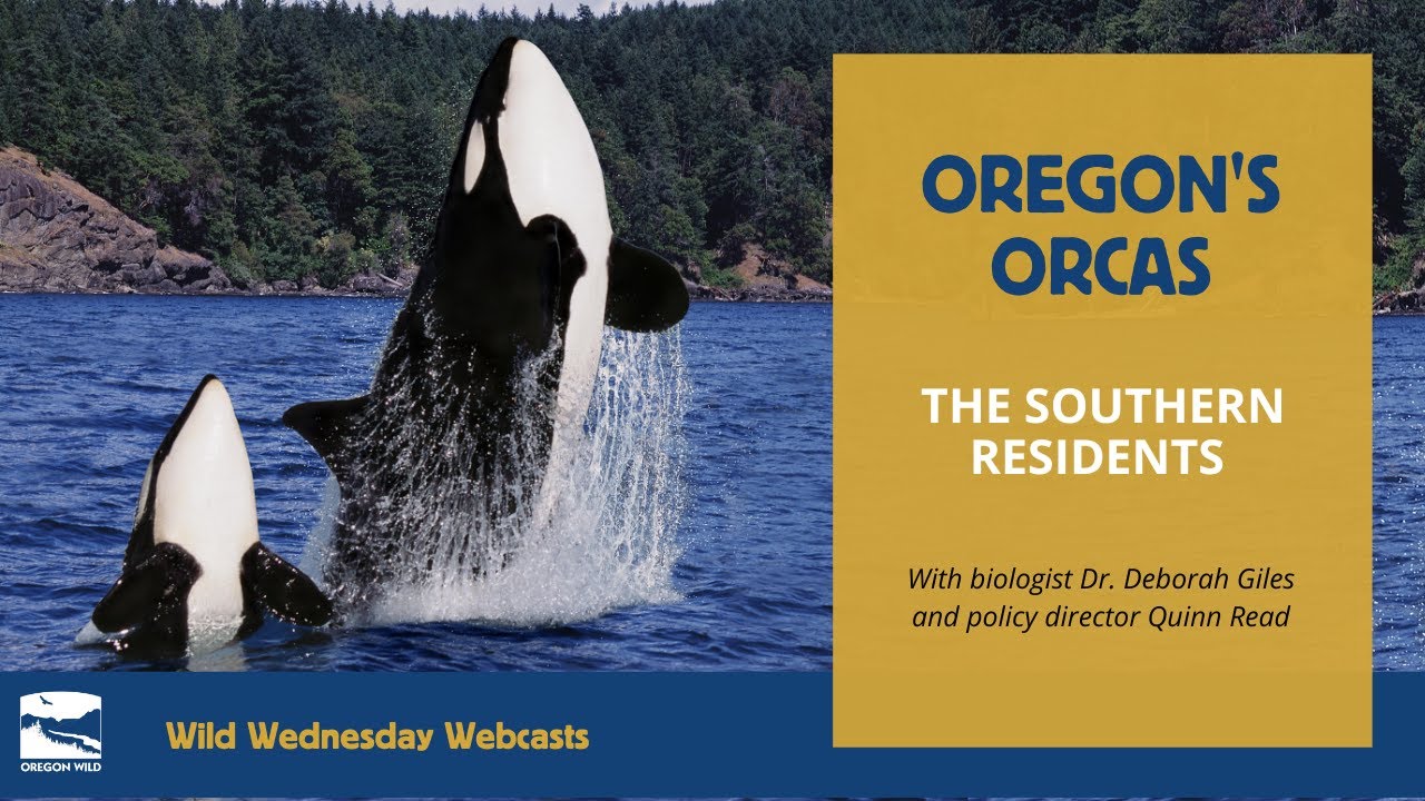 Oregon s Orcas The Southern Residents YouTube oregon-s-orcas-the-southern-residents-youtube