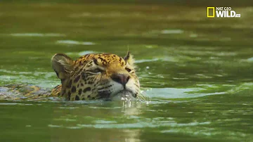 Che differenza c'è tra giaguaro e leopardo?