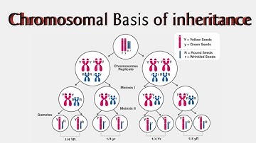 Chromosomal Basis of Inheritance | Genetics | CSIR UGC NET LIFE SCIENCE |Part 7 || EDUCRUX