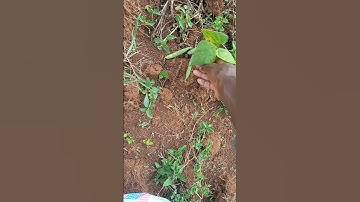 Intercropping maize and beans #beans #maize #corn #farming