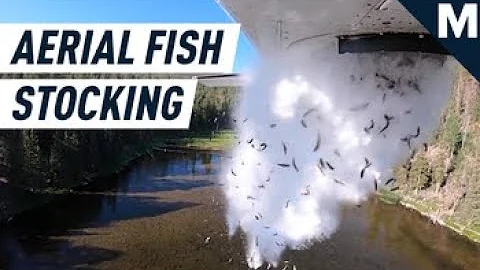 Planes Are Dropping Thousands of Fish Into Lakes in Utah | Mashable