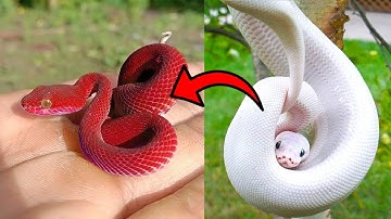Top 5 Rarest Snakes in the World