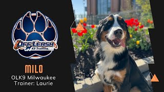 1 Y/O Bernese Mountain Dog 'Milo'/Manners Makeover/Milwaukee Dog Trainers