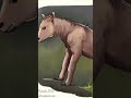 Wild Men of the Forest- From Fairies to Bigfoot: Mo
