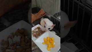 どっち食べる？　#shorts #ペット #小動物 #フクロモモンガ #フクモモ