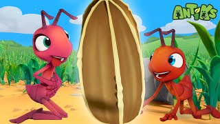 Ant Farm | Antiks 🐜 | Funny Cartoons for Kids
