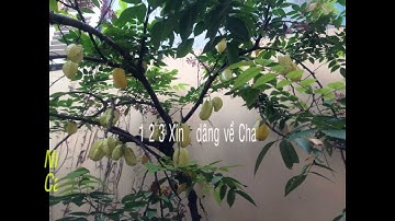 Ca Dâng Mùa Xuân, karaoke thánh ca, nhạc và lời QUỐC THÁI