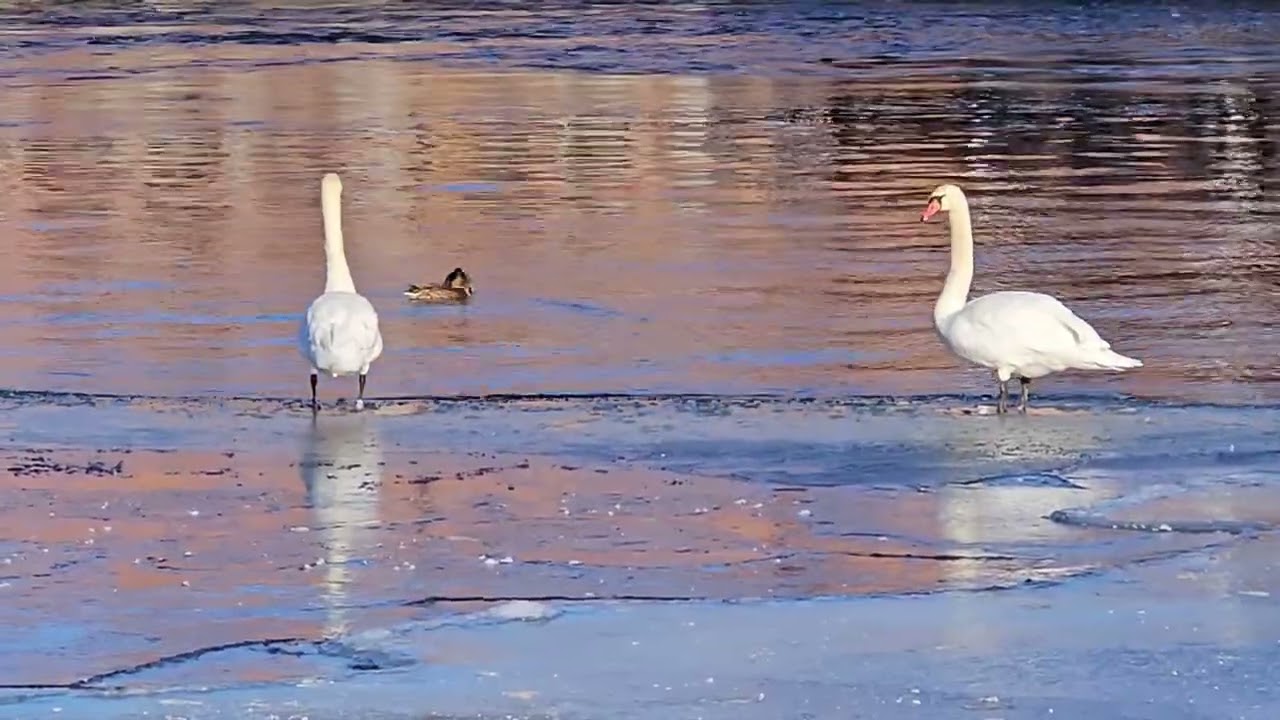 Knölsvansparet & Gräsandsparet / Vår i luften