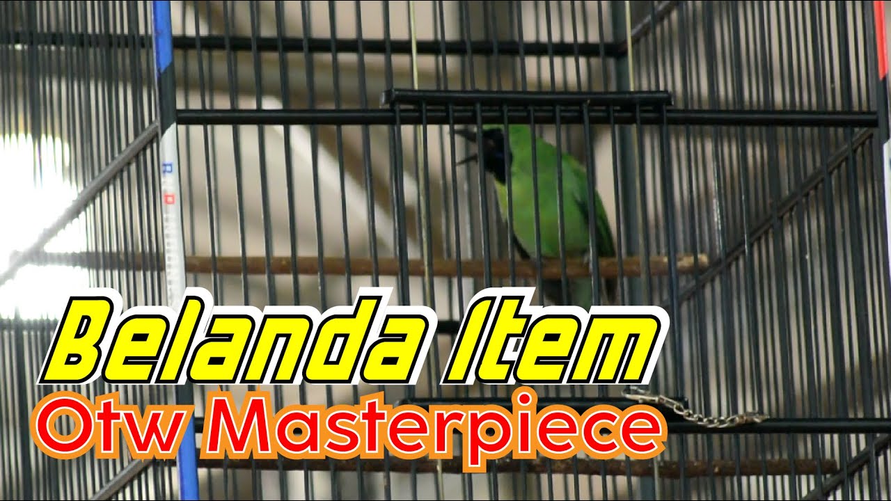 CUCAK IJO BELANDA ITEM TAMPIL MENAWAN PERSIAPAN GANTANGAN ARENA MASTERPIECE By HoBi ID