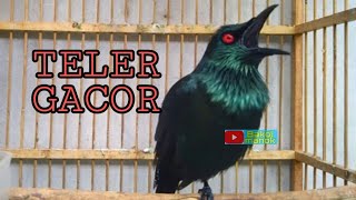 Sekali putar cucak Keling malas bunyi langsung nyaut