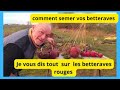 Comment réussir les betteraves  rouges au jardin