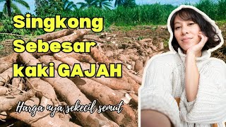 Singkong Marokah Umur 10 Bulan