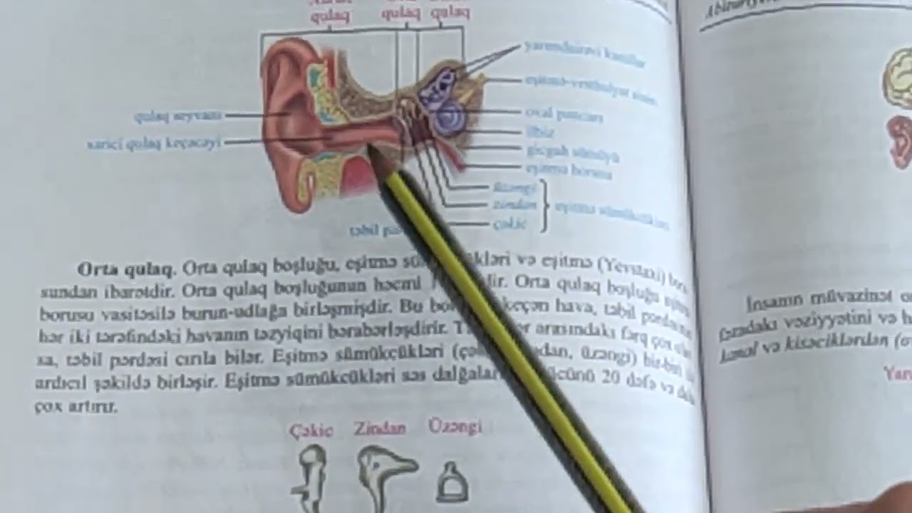 Analizator : qulaq mövzu izahı