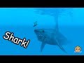 Giant Shark On Boat + Swimming In Water - Roblox Cookie Swirl C Game Video