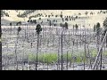 Elk Herd on the move, Valles Caldera National Preserve