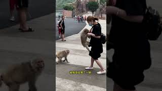 Cute Baby Monkey | YoYo Monkey | BiBi Monkey | Monkey Banana-Baby Monkey | Best Monkey Moments