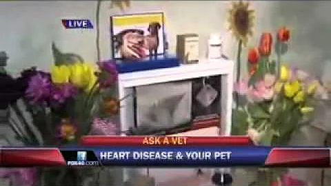 Pet Heart Disease Prevention-Ask a Vet with Dr. Jyl Rubin