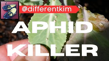 CONTROL ANTS & APHIDS 🐞 with this SIMPLE TRICK