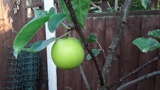 Asian pear Shinseiki, fruit development update