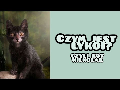 Wideo: Hypoalergiczna Rasa Kotów Lykoi, Zdrowie I Długość życia