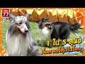 Shetland sheepdog 1ใน 5 สุนัขที่ฉลาดที่สุดในโลก - เพื่อนรักสัตว์เอ้ย EP.77 [2/2]