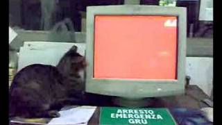 IL GATTO E IL PC screenshot 4